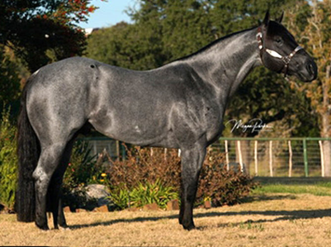 Hashtags CCRCHA STALLION AUCTION