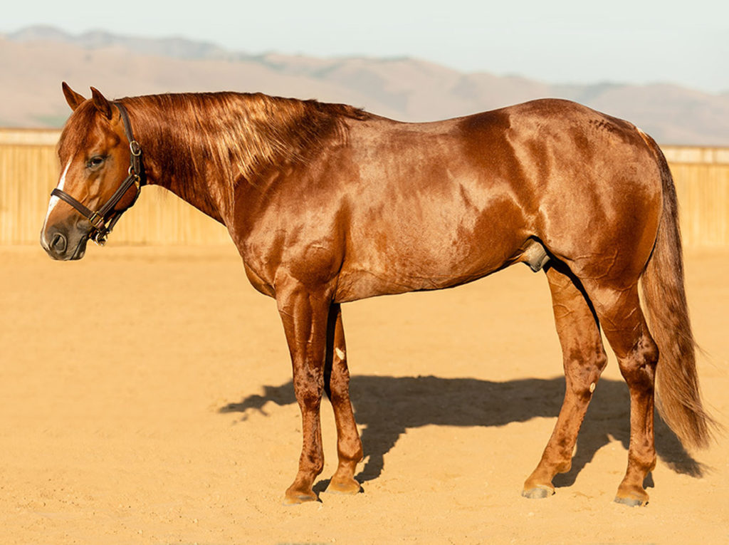 Scooter Kat CCRCHA STALLION AUCTION