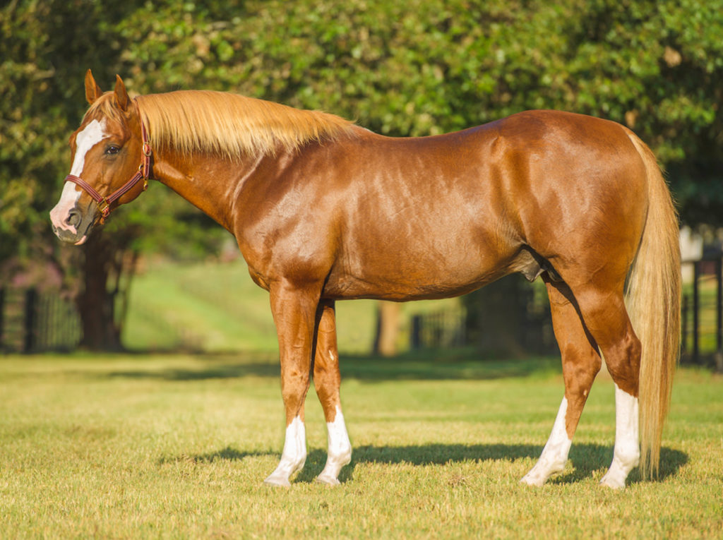 Woody Be Tuff CCRCHA STALLION AUCTION